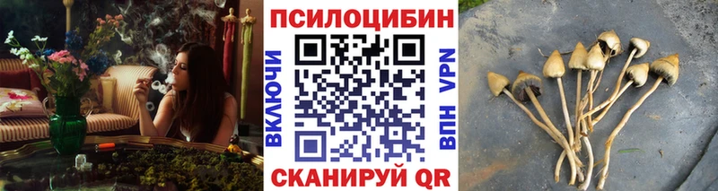 Псилоцибиновые грибы Psilocybe  Осинники 